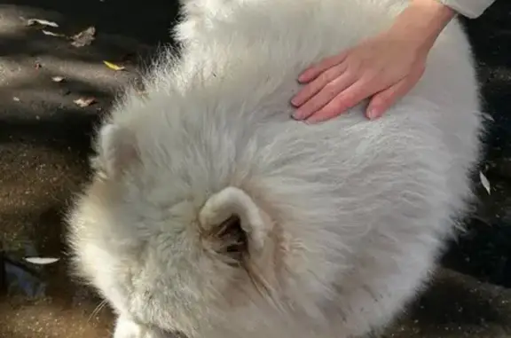 Собака найдена: Ботанический сад, Москва