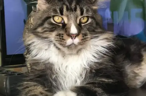 Пропала черепаховая кошка, Ахтубинск