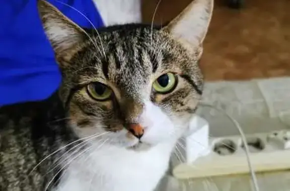 Пропала кошка, ул. Строителей 23А, Чита