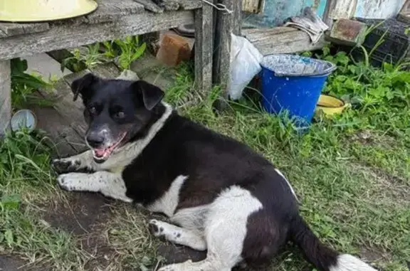 Собаки потеряшки, Калининск, фото: Потеряшка собака: Пушкинский проезд, 2