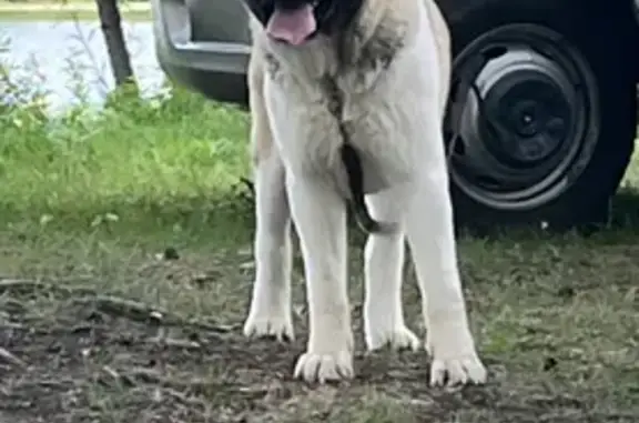 Пропала собака, б-р Белоусова, Ишим