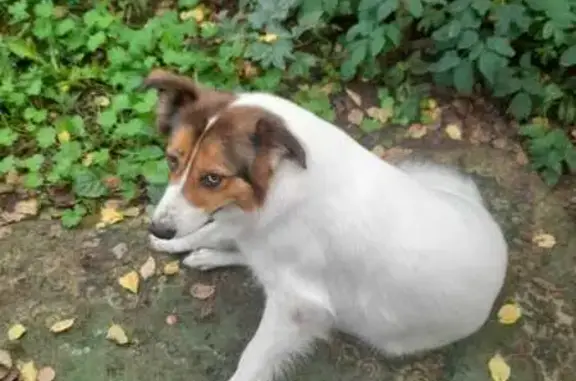 Пропали собаки, г.о. Тверь, Тверская обл.