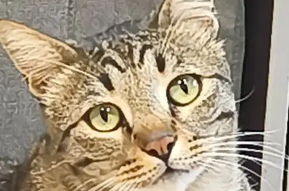 Пропала тигровая кошка, Ключевая ул.