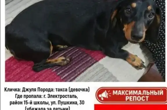 Пропала собака, ул. Пушкина, Электросталь