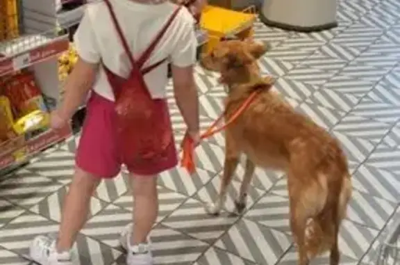 Пропала собака, Керчь, А-290, 13.09.25