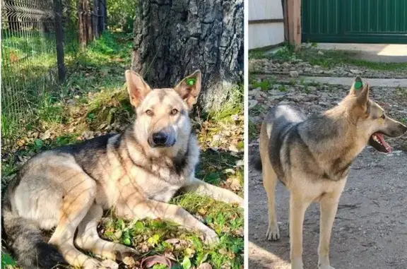 Пропала собака в Курсаково, помогите!