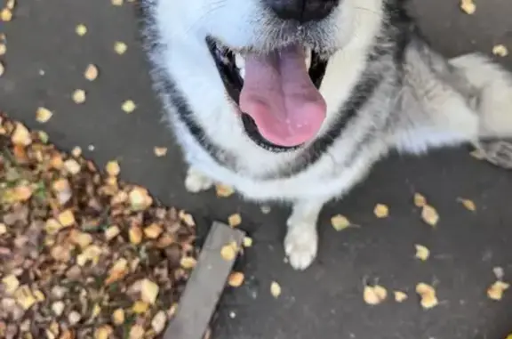 Собака найдена: ул. Чкалова, 60, Ярославль