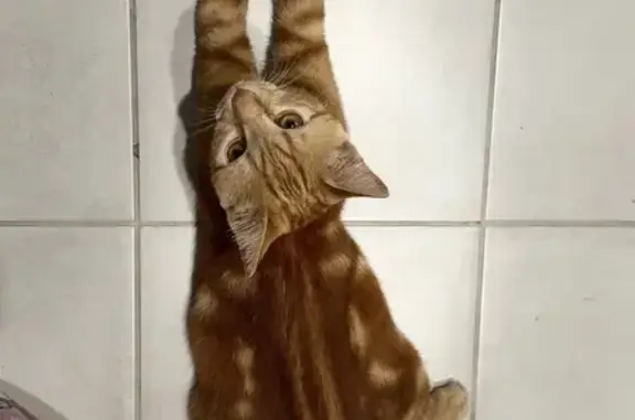 Найден кот, Лелюшенко 19/4, Ростов-на-Дону