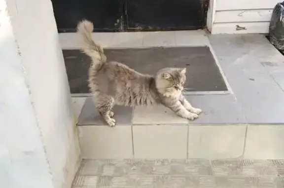 Кошка найдена у магазина, Героев Сталинградской, 29