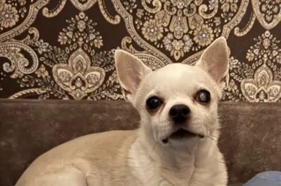 Пропала собака, Почтовый тракт, Архангельск