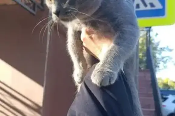 Кошка найдена, Видное 46Н-13973