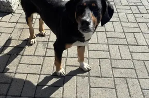 Найдена собака, Барнаул, фото: Собака без хозяина, Гвардейская ул., Барнаул