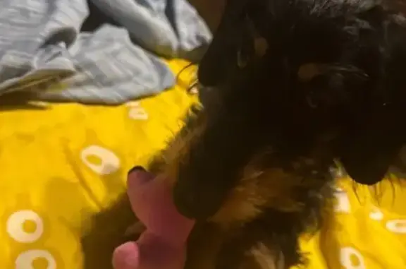 Собаки потеряшки, Екатеринбург, фото: Потеряшка такса на Загорской ул., Екатеринбург