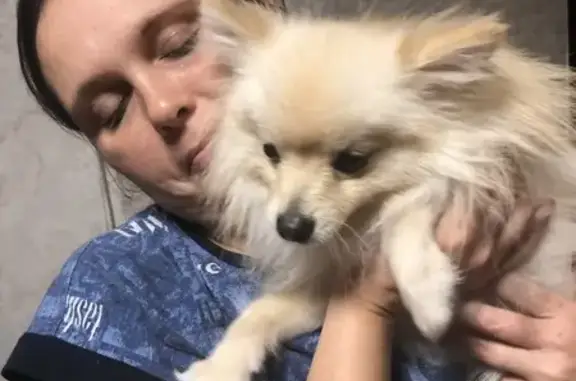 Пропала собака, Ангарская 23, Томск