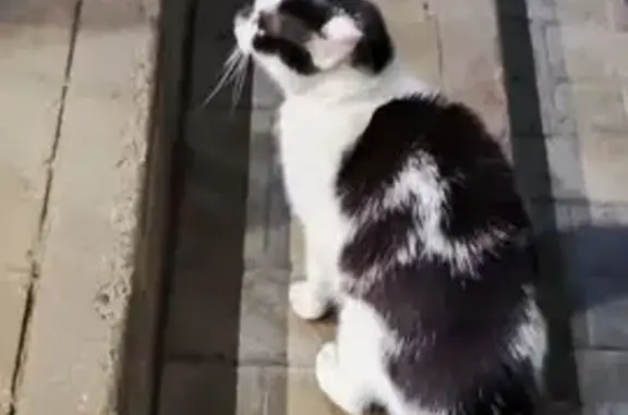 Найдена кошка, Петрозаводск, фото: Кот найден у Магнита, Краснофлотская 16А