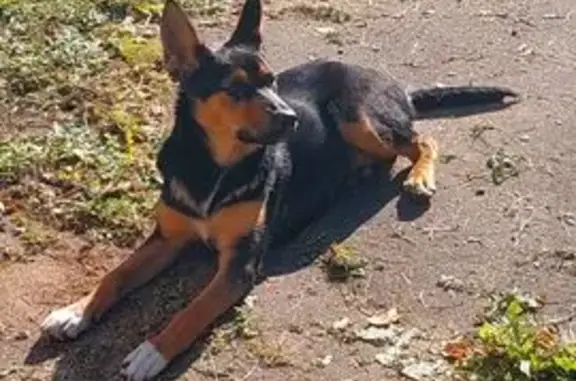 Найдена собака, Вологда, фото: Собака найдена на Западной улице, Вологда