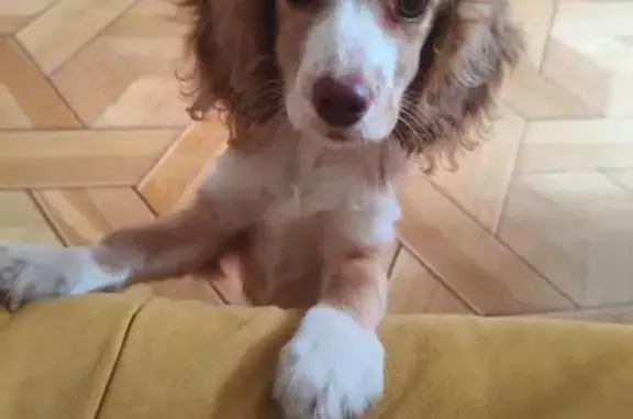 Щенок найден: бульвар Юности 23, Белгород