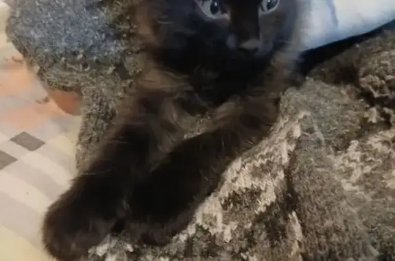 Котенок найден в Красноярске, Красноярский край