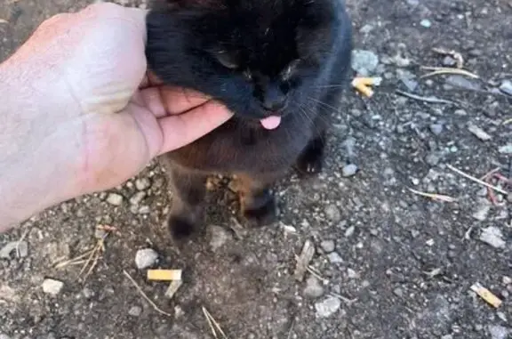 Найдена кошка, Балашиха, фото: Кошка найдена: шоссе Энтузиастов, Балашиха