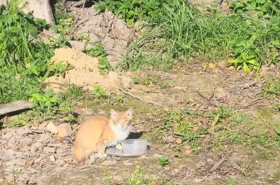 Найдена кошка, Заречье, фото: Кошка найдена: 46К-1112, Заречье