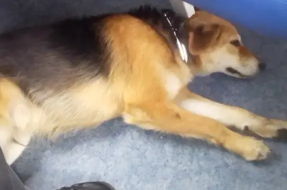 Собака найдена: ул. Москатова, Таганрог