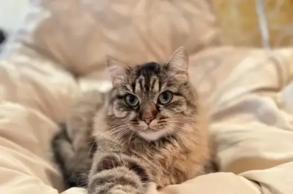 Пропала кошка, 2-й Южный пер., 4, Белгород