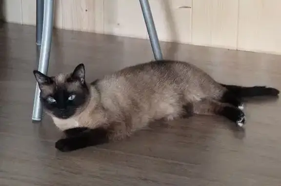 Пропала кошка в СНТ 