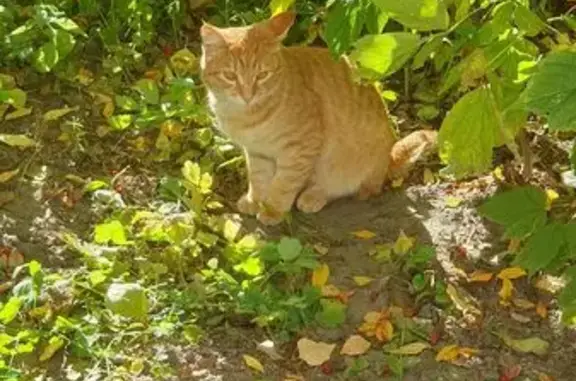 Найдена кошка, Новосибирск, фото: Кошка на пр. Карла Маркса, 45, Новосибирск