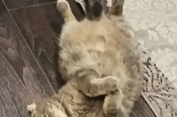 Кошки потеряшки, , фото: Потеряшка кошка, Орёл, ул. Силякова, 3