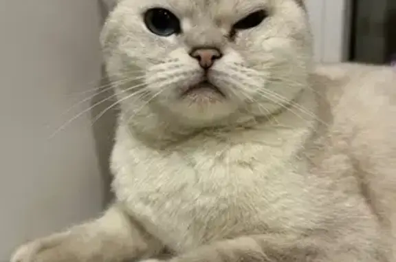 Найдена кошка, Чебоксары, фото: Кошка найдена: Чернышевского, 36А, Чебоксары
