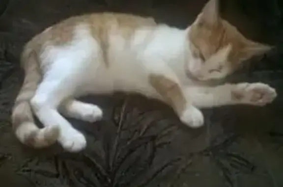 Кошки потеряшки, Волжский, фото: Потеряшка кошка Муся, ул. Александрова 12