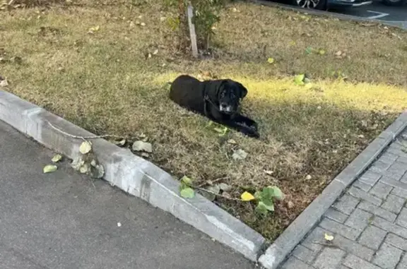 Найдена собака на Мичуринском проспекте, 7