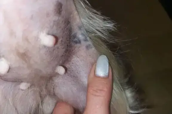 Собака найдена: Школьный переулок, 1Б