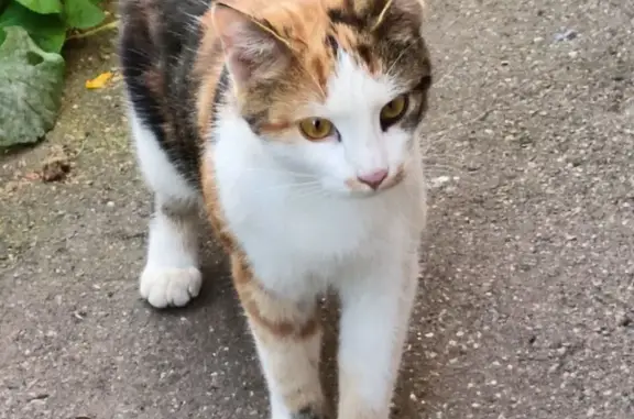 Трехцветная кошка найдена, Василисина 8