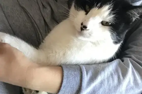 Пропала кошка, Советская 9, Гвардейск