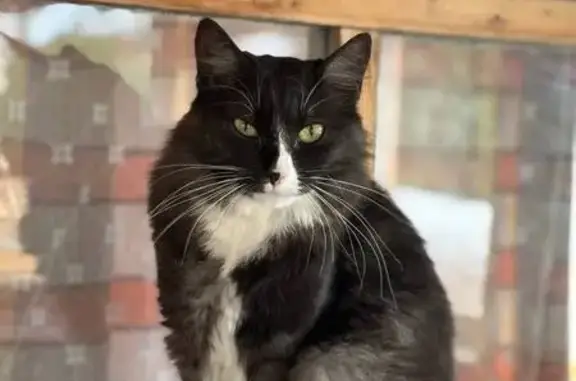 Кошки потеряшки, Костромская область, фото: Потеряшка кошка, Кострома, Костромская обл.