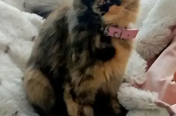 Найдена кошка, Ростов-на-Дону, фото: Нашлась кошка Пуговка, ул. Муравьёва, 37