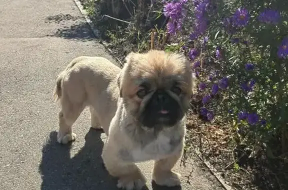 Собака найдена на ул. Серова, Тамбов