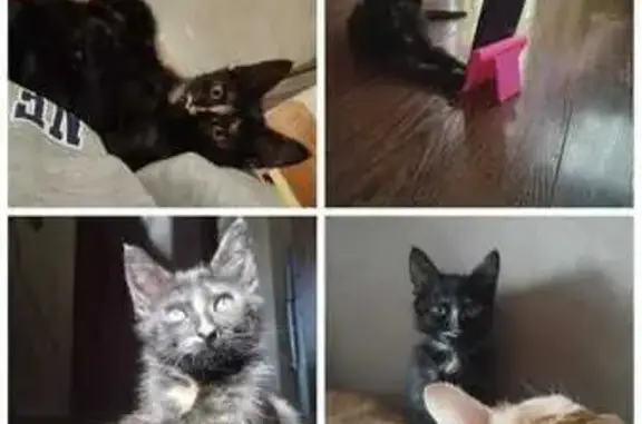 Найдена кошка, Владикавказ, фото: Кошка найдена, Владикавказ, Сев. Осетия