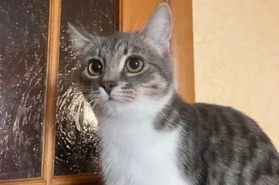 Кошки потеряшки, Курск, фото: Потеряшка кошка, ул. Володарского 70, Курск