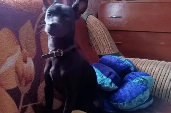 Пропала собака на ул. Комарова, 55, Топчиха