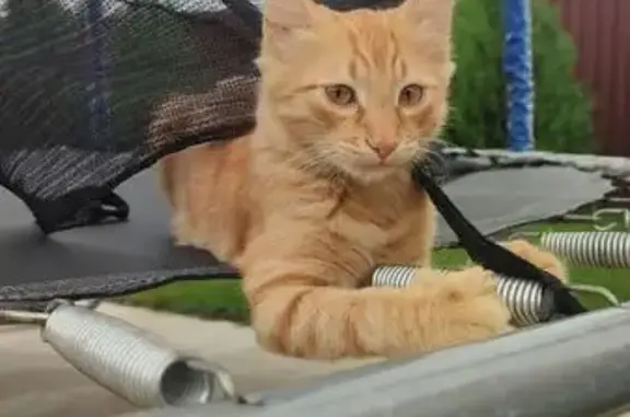 Пропала кошка на Мокшанской улице, Волгоград