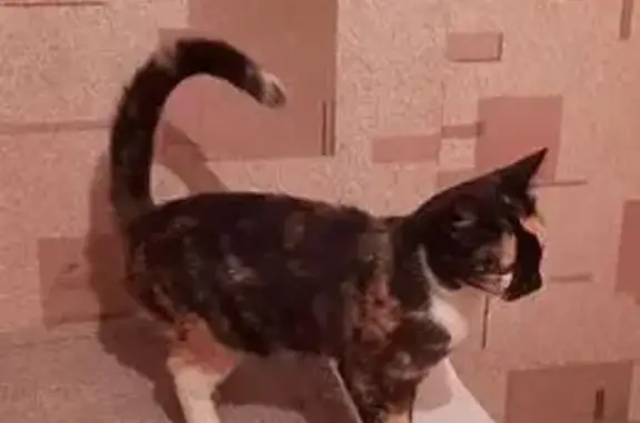 Кошка найдена, ул. Лобачевского, Москва