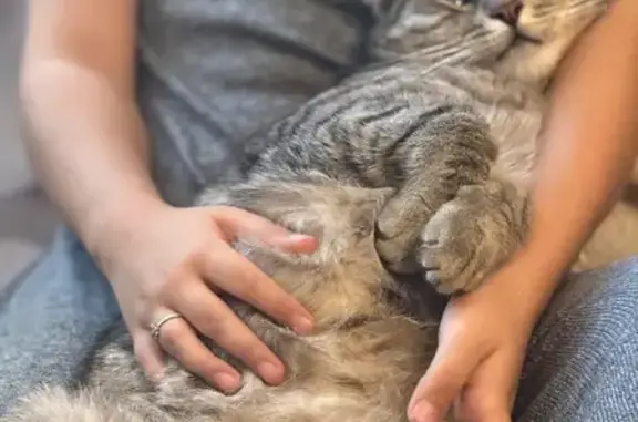 Найдена кошка, ул. Хади Такташа, Казань