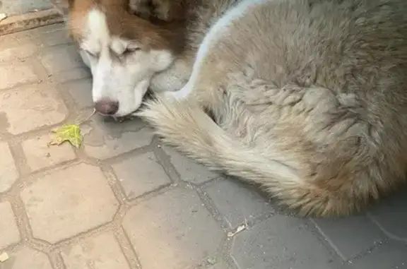 Хаски найдена на Краснознамённой, 171Б