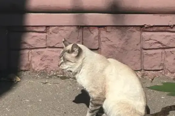 Кошка найдена у ВНИРО, Окружной пр., 19