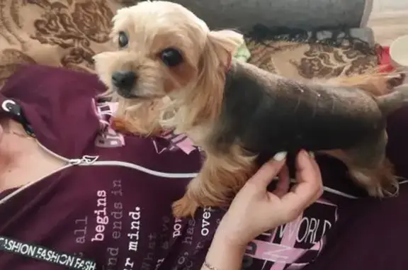 Пропала собака, ул. Нормандия-Неман