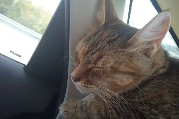 Кошки потеряшки, Жаворонки, фото: Потеряшка кошка, Железнодорожная 6, Жаворонки