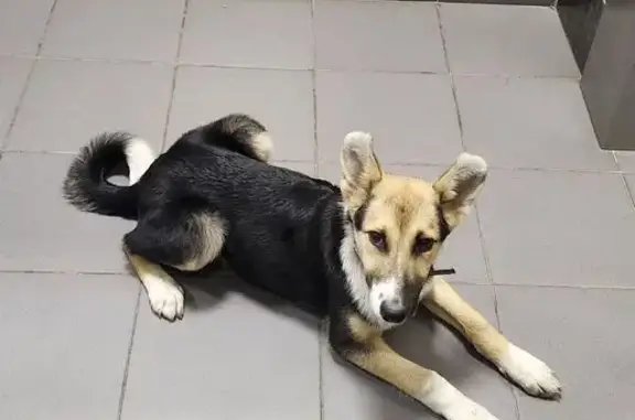 Найдена собака, Екатеринбург, фото: Щенок найден: ул. Электриков, 8, Екб