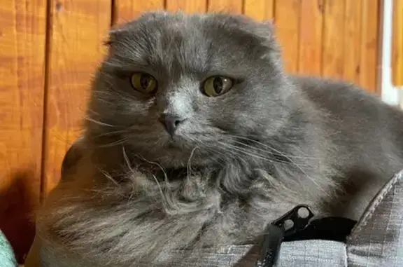 Кошки потеряшки, Московская область, фото: Потеряшка кошка, посёлок санатория МО